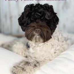 Ozzie - Australian Labradoodle