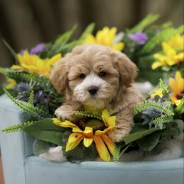 Hermes - Apricot male Maltipoo puppy in Deming, Washington from Heavenly Puppies to Love
