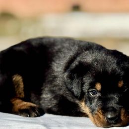 Anya - 5350 - Black and rust female Beauceron puppy in Rockwall, Texas from Elitehaus