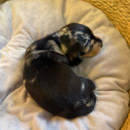 Dapple shorthair male - Dapple male Dachshund puppy in Manteca, California from Sweet and Low Dachshunds