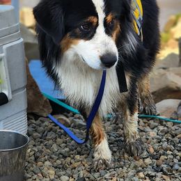 Miniature American Shepherd All Grown Up from Moon Phase Kennel