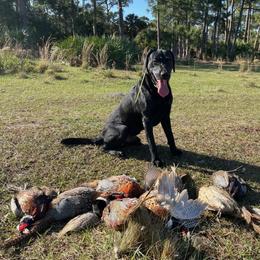 Labrador Retriever Puppies from PSJ Puppies and Families, American AKC Labrador Retrievers