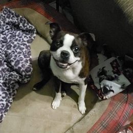 Autumn - Boston Terrier