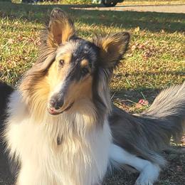 Clay - Collie