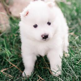 Snowball - White male Samoyed puppy in Morgan, Utah from Mountain Legacy Samoyeds