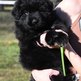 Ruff - Black male German Shepherd puppy in Azle, Texas from Nuckols-Alsup Canines German Shepherds