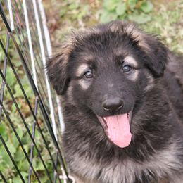 Shiloh Shepherd Puppies from Solace Shilohs