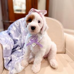 Coconut - Parti female Goldendoodle puppy in Sulphur, Louisiana from Curly Q’s Of Carlyss