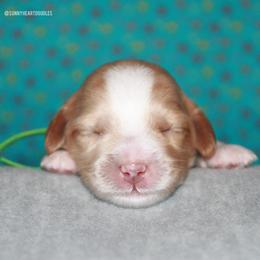 Oleander - Caramel male Australian Labradoodle puppy in Hackettstown, New Jersey from Sunny Heart Doodles