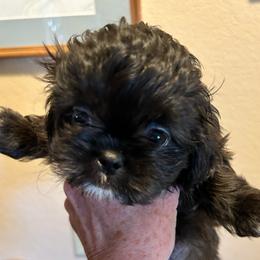 Prince - Black and white male Shih Tzu puppy in Victorville, California from Precioustzus