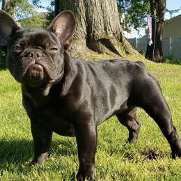 French Bulldogs from Bushido Bulldogges
