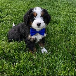 Male 4719 - Tri-color male Bernedoodle puppy in Ormond Beach, Florida from Florida Coast Doodles