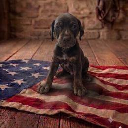 Boy 2 - male Catahoula Leopard Dog puppy in Greenwood, Delaware from OpenGate Catahoulas