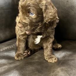 Aussiedoodle Puppies from White River Doodles