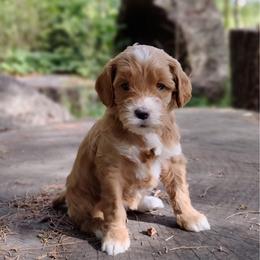 Girl 1 - Apricot female Australian Labradoodle puppy in Harrisonburg, Virginia from Crown Doodles