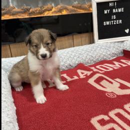 Switzer - Sable and white male Collie puppy in Beaver, Oklahoma from Lawson’s Lassies