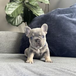 Girl 1 - Blue female French Bulldog puppy in Bolingbrook, Illinois from @yarathefrenchie