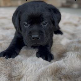 Girl 4 - Black female Labrador Retriever puppy in Chapel Hill, Tennessee from Pure Heaven Labs