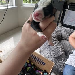 Border Collie Puppies from Athena’s Collies
