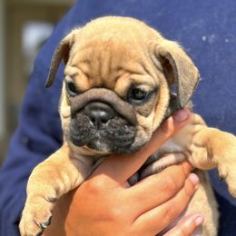 Redd - Red female Bulldog puppy in Fort Oglethorpe, Georgia from Jhuntfrenchies
