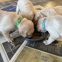 Labrador Retriever Puppies from Front Range Labradors LLC