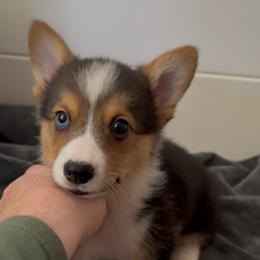 AKC Green with blue eye - Black and tan male Pembroke Welsh Corgi puppy in Summerfield, Florida from Promise Land Farm