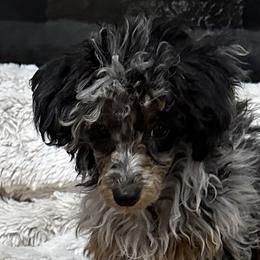 Jazz-Tini - Poodle
