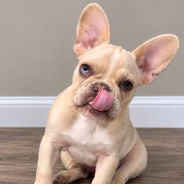 French Bulldog puppies from Frenchies That...
