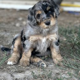Bernedoodle Puppies from Salty Point Doodles