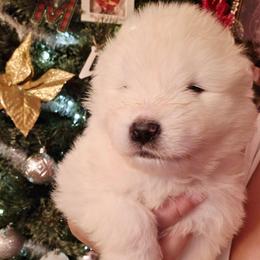 Red - White male Samoyed puppy in San Antonio, Texas from Hill Country Samoyeds