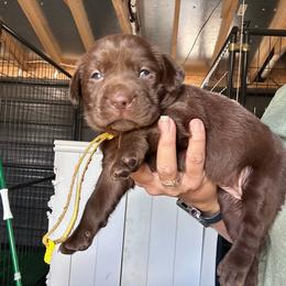 Yellow - Chocolate female Labrador Retriever puppy in Newton Grove, North Carolina from Wayalife Labradors & Gsp’s