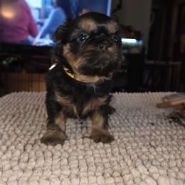 Grace - Black and tan female Shih Tzu puppy in Fairview Park, Ohio from Sunshine Shih tzus