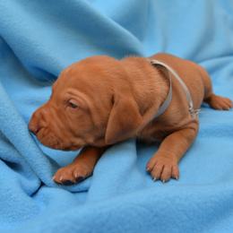 Vizsla Puppies from Summit Vizsla (we can deliver to you)