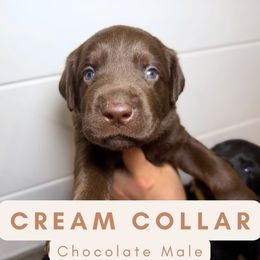 Cream Collar - Chocolate male Dilute Retriever puppy in Dover, Delaware from Virdin’s Silver Labs