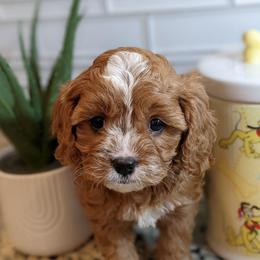 Beth - Red female Cavapoo puppy in Caldwell, Idaho from Terrace Cav's