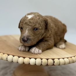 Sweet Potato - Red  male Poodle puppy in Greeneville, Tennessee from Smokey Mountain Sheepadoodles