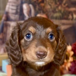Winston AKC - Chocolate and tan male Dachshund puppy in De Land, Florida from Pretty Painted Mini Doxies