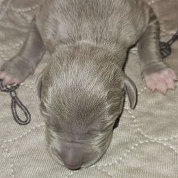 Goliath - Silver male Great Dane puppy in Towaco, New Jersey from MommaDukes Danes
