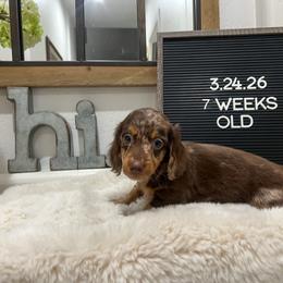 Bullseye - Dapple male Dachshund puppy in Goodyear, Arizona from AZ Low Life Doxies