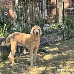 Argo - Poodle