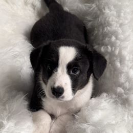 Girl 1 - Purple Collar - Black and white female Cardigan Welsh Corgi puppy in Grants Pass, Oregon from Rockin’ DA Corgis & Critter Transport LLC