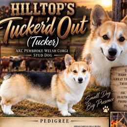 Tucker - Pembroke Welsh Corgi