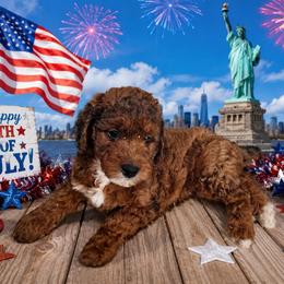 Liberty - Tri-color female Bernedoodle puppy in Daytona Beach, Florida from Beach Doodles