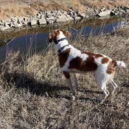Hank - Brittany