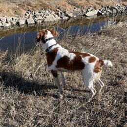 Hank - Brittany