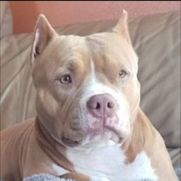 Shiva - American Bully