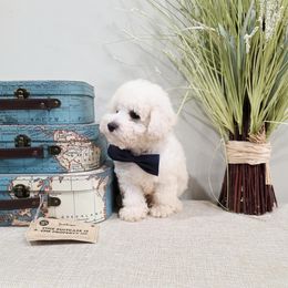 Gyro - White male Poodle puppy in Rainbow City, Alabama from Spinks Poodles