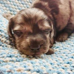 Wilder - Dapple male Dachshund puppy in Cottage Grove, Oregon from Freckled Roots Farm Dachshunds