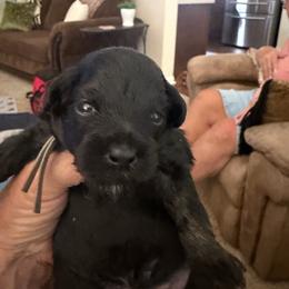 Peanut - Phantom male Goldendoodle puppy in Tyler, Texas from Sassy’s Hollywood Poodles & Doodles