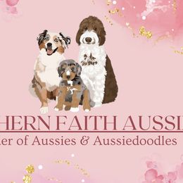 Aussiedoodles and Poodles from Southern Faith Aussies